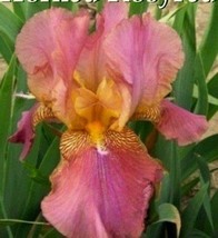 Iris Flower - Golden - Light Pink - Rose Pink Flowers, 100 Seeds D - £12.86 GBP