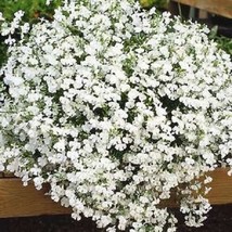 50+ Lobelia Regatta White Trailing Perennial Flower Seeds - £11.17 GBP