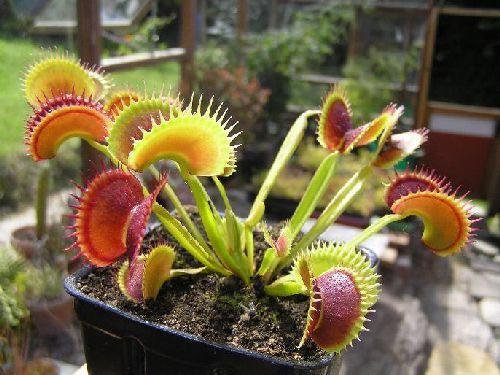 Dionaea muscipula Fake Dracula Venus flytrap