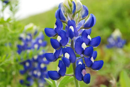 GIB 150 Texas Bluebonnet Lupine Lupinus Texensis Flower Seeds - £14.38 GBP