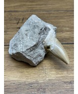 Large Fossil Tooth still In Matrix Collected In Central Florida Shark ? JD - $39.60