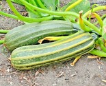 36 Seeds Cocozelle Zucchini Seeds Organic Heirloom Summer Vegetable Gard... - £7.18 GBP