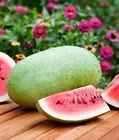 Charleston Gray Watermelon, Heirloom~Non-GMO~  25 Seeds. - $11.98