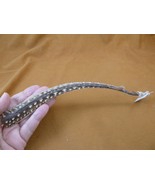 (sj83-17) 8-1/4" long CUCKOO ray Raja fleurie tail specimen rays science - €63,17 EUR (sj83-17) 8-1/4" long CUCKOO ray Raja fleurie tail specimen rays science - €63,17 EUR