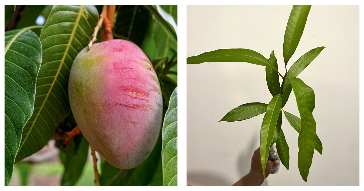 12”-24" Mango Tommy Atkins (mangifera) live Tropical Fruit Tree