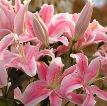 50pcs Pink Rare Lily Flower Seeds Planting Flower Lilium Perfume Garden.... - $4.70