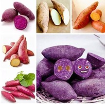 USA SELLER 20 Pcs Sweet Potato Seed Delicious Purple Sweet Potato Vegetable Seed - $11.78