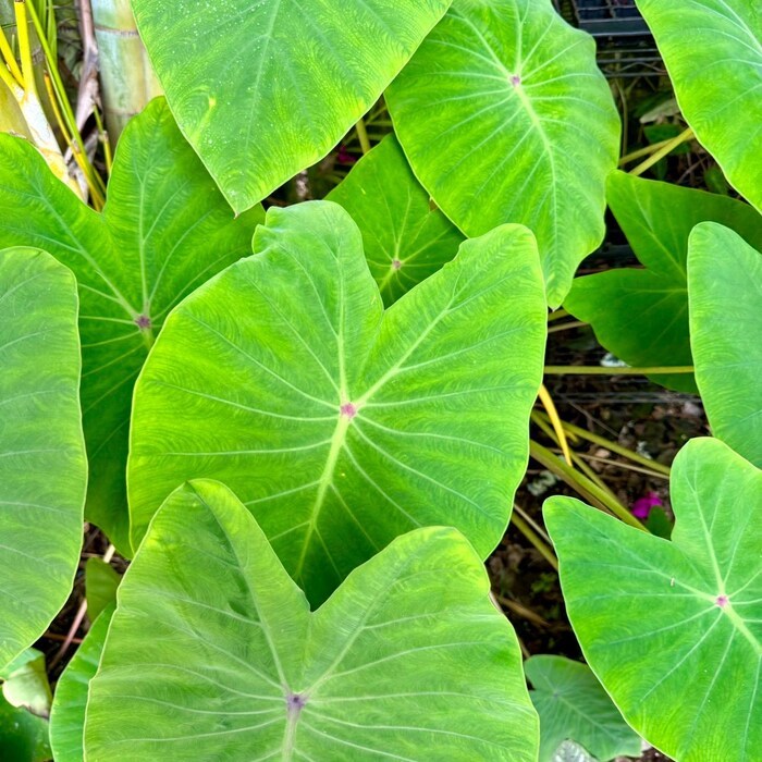 Colocasia Blue Hawaii Starter Plant 2 Plants Fresh Garden - $39.00
