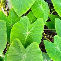 Colocasia Blue Hawaii Starter Plant 2 Plants Fresh Garden - $53.71 CAD