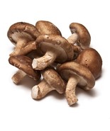 SHIITAKE gourmet Mushroom Live Liquid Culture Syringe - £9.56 GBP