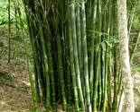 Bamboo plant thumb155 crop