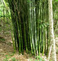 100 Pcs Bamboo Plant Seeds Dendrocalamus Strictus Bamboo Seeds - £12.01 GBP