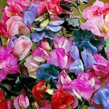 TH 50 Lathyrus Most Fragrant Mix Sweet Pea Flower Seeds / Reseeding Annual - £11.03 GBP