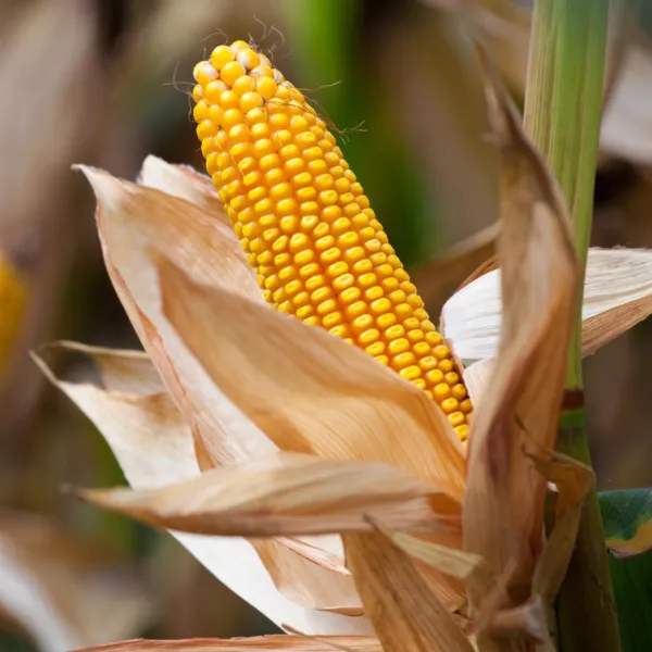 Hickory King Corn Heirloom Non Gmo Yellow Field Corn 1 Oz Or 50+ Seeds Garden - £10.88 GBP