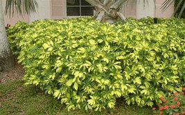 Variegated Umbrella Tree Live Plant~Schefflera arboricola Trinette - £35.69 GBP