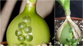 Albuca Ornithogalum Pregnant Onion ~(5)Bulbets-pups-babies House Plant - $34.99