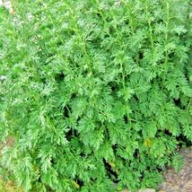 Wormwood Absinthe Spring Perennial Mosquito Pests Deer Repellent 2000 Seeds - $5.49