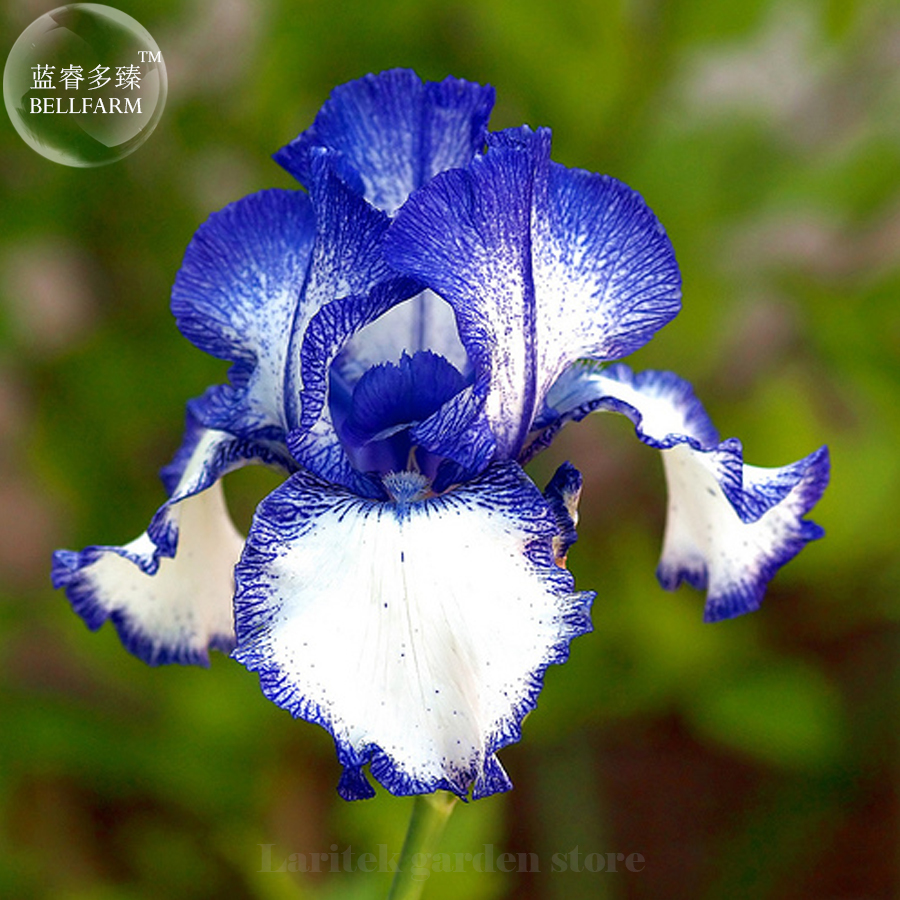 20 Seeds Hailona Iris Tectorum Flower Seeds Double Big Blooms White Blue... - $3.44