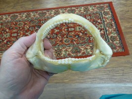 (sj275-30-4) 6&quot; Tawny Nurse SHARK jaw species carpet sharks I love jaws teeth - £80.71 GBP