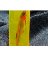 Diaphonized Fish Specimen - Nuclear Sunrise - $54.94 CAD