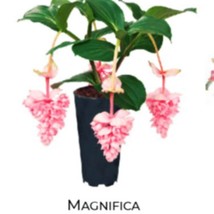 USA SELLER Royal Pearz Magnifica Medinilla Plant Live Well Rooted &quot;Starter&quot; Plan - £46.32 GBP