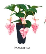 USA SELLER Royal Pearz Magnifica Medinilla Plant Live Well Rooted &quot;Start... - $59.98