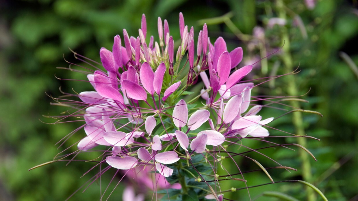 100 Spinosa Spider Seeds Clome Spinosa Perennial Fresh Gardening - $8.98