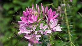 100 Spinosa Spider Seeds Clome Spinosa Perennial Fresh Gardening - $8.98