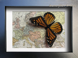 Real Monarch Europe Map Danaus Plexippus Butterfly Framed Entomology Shadowbox  - £51.95 GBP