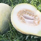  Melon Seeds - Eindor  Fruit NON-GMO 15+Seeds - £7.83 GBP