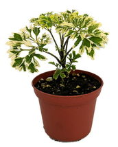 2.5&quot; Pot - Variegated Japanese Ming Aralia Tree Plant - Polyscias fruticosa - $47.99