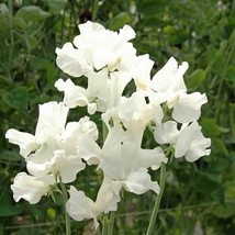 Simple Pack 10 seed  Sweet Pea Royal Family White - £6.18 GBP