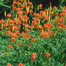 Seeds 10 LEOPARD LILY California Tiger Lilium Pardalinum Yellow Orange Red Flowe - £21.24 GBP