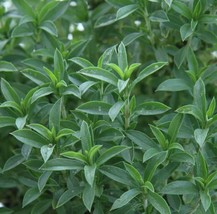 Garden Store Summer Savory Seeds 450 Annual Common Herb Culinary - $8.59