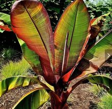 One Gallon Plant Red Abyssinian Ensete Ventricosum Red Banana Tissue Cul... - £46.35 GBP