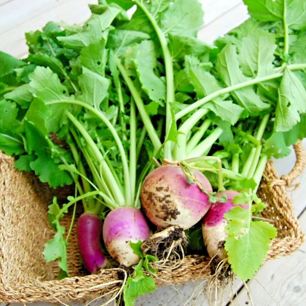 2000+ Turnip Seeds Purple Top White Globe Non-Gmo Heirloom Vegetable Spring - £4.44 GBP