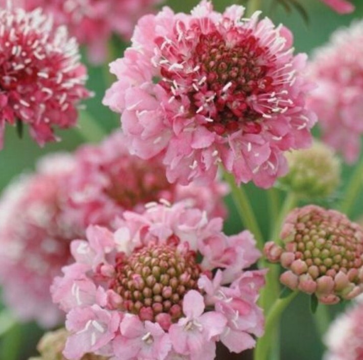 30 Scabiosa Salmon Rose seeds New Fresh US Shipping - $9.38