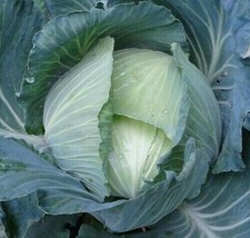 Fast Ship USA Seller Late Flat Dutch Cabbage Seeds 300 Grow Garden Favorites Cul - £3.16 GBP