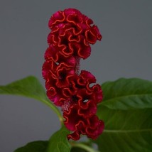 CELOSIA SEEDS 25 PELLETED SEEDS CELOSIA NEO RED    - $24.00