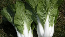 US Seller 100 Cabbage Seeds Pak Choi White Stem Chinese Heirloom Fresh - £6.72 GBP