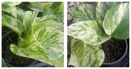 Marble Queen Pothos 4 Leaves in 4&quot; Pots Easy Tropical plants - £23.88 GBP