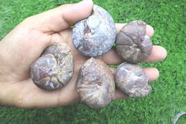 5 PCs Maenoceras Goniatite Fossil Devonian Authentic Morocco Collector S... - $28.71