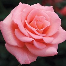 Beautiful Pink Rose Flower Seeds 50Pcs - £2.33 GBP