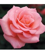 Beautiful Pink Rose Flower Seeds 50Pcs - $2.95