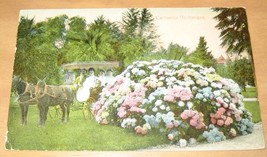 Here we have a Vintage California Hydranges Postcard - £7.86 GBP