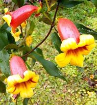 Live Plants Tangerine Beauty Bignonia Capreolata Cross Vine Yellow Orange Flower - £42.66 GBP