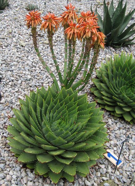 5 Seeds African Spiral Aloe Item image 3