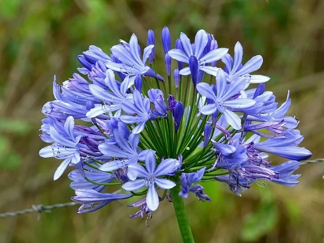 50 LILY OF THE NILE Seed Agapanthus praecox flower - £11.81 GBP