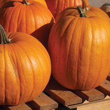 15 Ct Connecticut Field Pumpkin Orange Curcurbita Pepo Heirloom Vegetable Seeds - £13.78 GBP