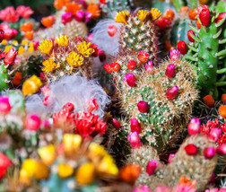 Cactus Mix Cacti 100 Bulk Seeds Fresh - $37.98